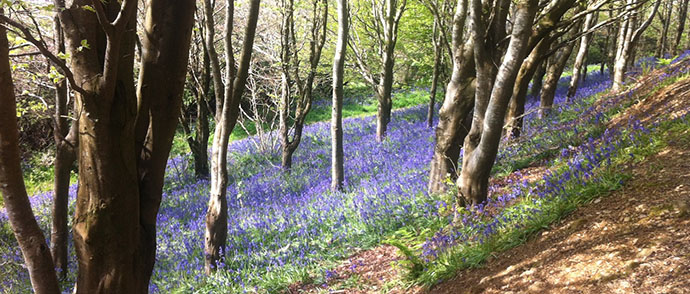 Bluebell Woods